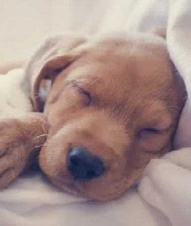 Sleeping puppy